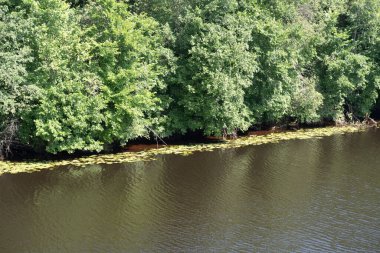 Nehrin kıyısı dalları suyun kendisine doğru eğilen ağaçlarla kaplıdır. Nilüfer yaprakları kıyı boyunca uzanır. Nehrin yüzeyinde hafif dalgalanmalar olur.