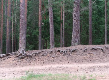 Güçlü kök sistemi eski çam ağaçları, kumlu toprak