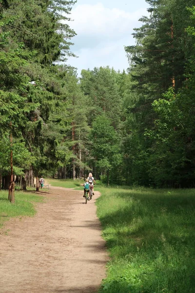 Senderos Forestales Para Ciclistas Pie Verano — Foto de Stock