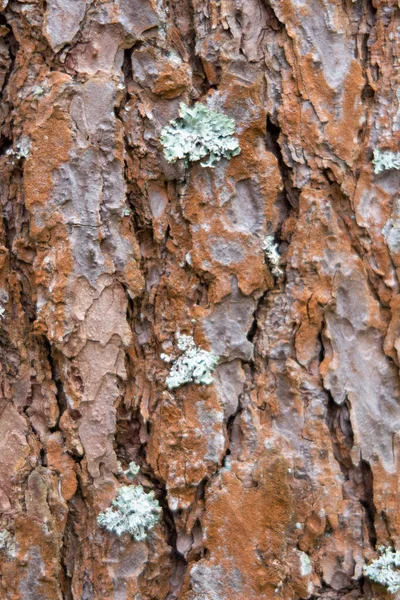 Corteccia Pino Con Piccole Aree Lichene Sfondo — Foto Stock