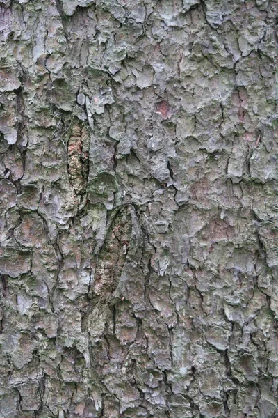 Cracked Spruce Bark Tar Smudges Background — Stock Photo, Image