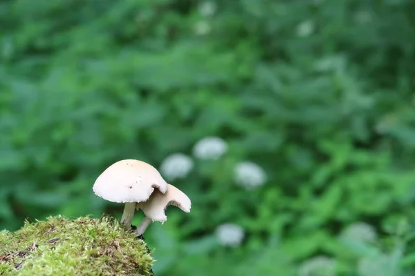 Zwei Pilze Auf Einem Moosbedeckten Pilz — Stockfoto