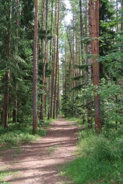 Çam ormanında düz bir yol, yaz