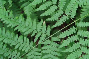 Eğreltiotu Yaprağı, Polypodiophyta, Yaz, Arkaplan