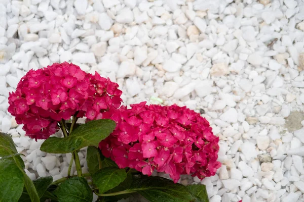 Two Red Hydrangea Flowers Hydrangea White Marble Powder — Stock Photo, Image