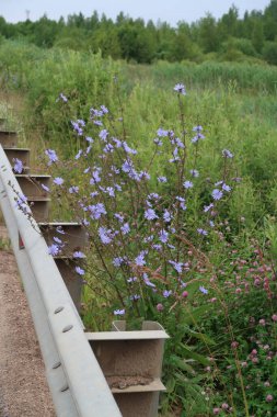 Otobanın metal korkuluklarında çiçek açan hindiba çalısı