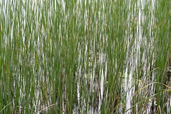 Thickets Reeds Forest Lake Background — Stock Photo, Image