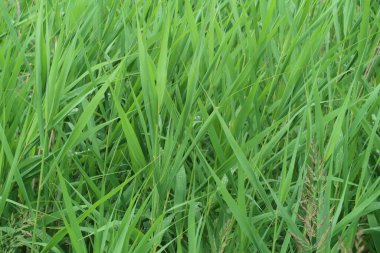 Yeşil sazlıklar yağmur damlalarıyla dolu bir orman gölünde, arka planda