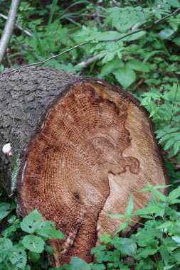 Büyük kahverengi lekeli yaşlı bir ağacı testereyle kestim.
