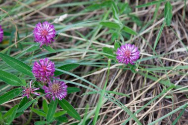 Otların arasında pembe yonca çiçekleri