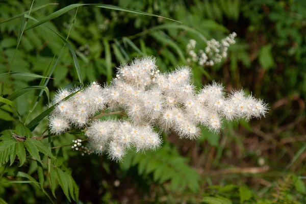 Spirea Fieldfare Jemné Bílé Květy — Stock fotografie