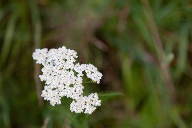 Tansy, yarrow, Tanasetum 'un beyaz infloresanları