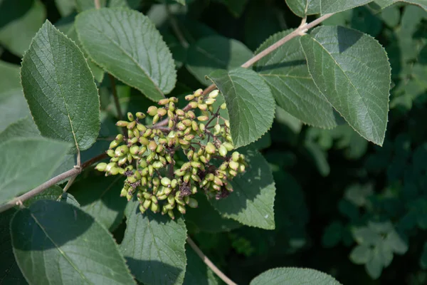 Elderberry Egy Csomó Éretlen Zöld Bogyók — Stock Fotó