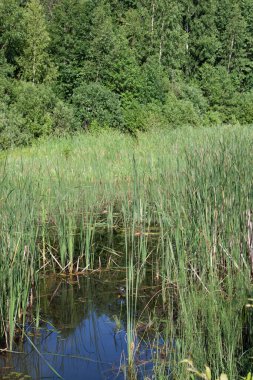 Orman gölü sazlıklarla kaplanmış, mavi gökyüzü yansıması