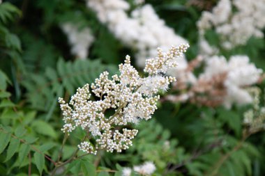 Beyaz tomurcuklar henüz Spiraea dağ külünü açmadı.