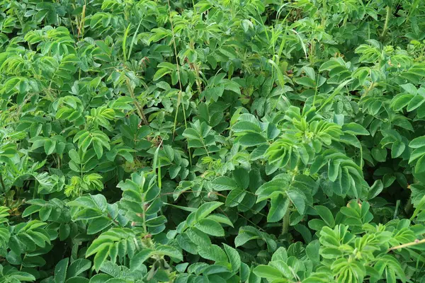 Verdi Spessi Fogliame Rosa Canina Estate Sfondo — Foto Stock