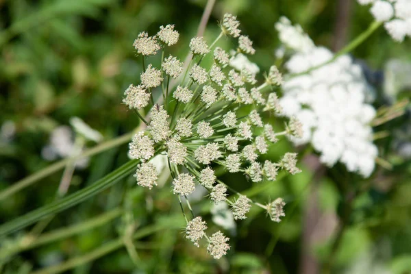 傘の植物の花 花のロゼット — ストック写真