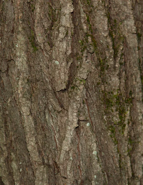 Deep Relief Bark Old Willow Small Islands Lichen Visible Background — Stock Photo, Image