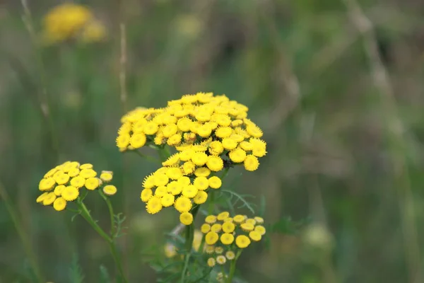 Tansy Anacetum Genus Perennial Herbaceous Plants — 스톡 사진