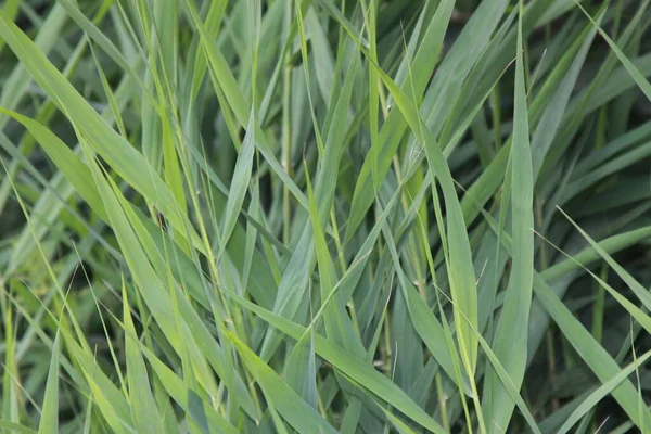 Sürünen Buğday Otları Uzun Ömürlü Bitkiler Buğday Çimi Familyasının Türleri — Stok fotoğraf