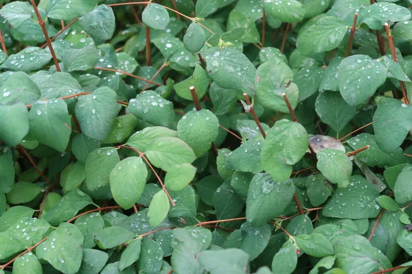 Kesilmiş Çalılıklarda Yağmur Damlaları Olan Yeşil Yapraklar Arka Plan — Stok fotoğraf