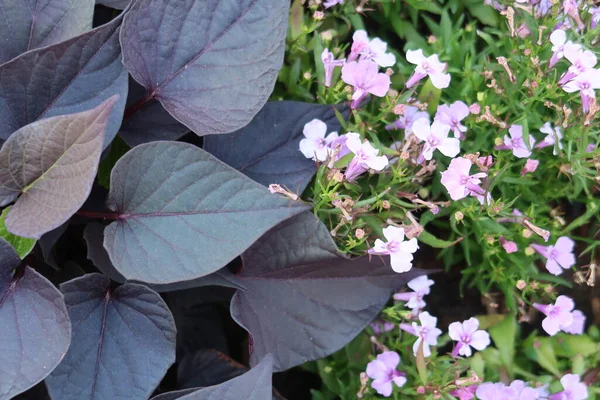 Donkergroene Bladeren Lichtroze Bloemen Achtergrond — Stockfoto