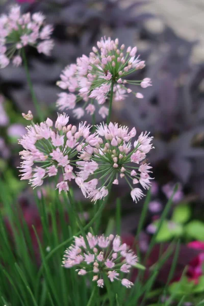 Inflorescences Decorative Onions Flowering Selective Focus — Stock Photo, Image