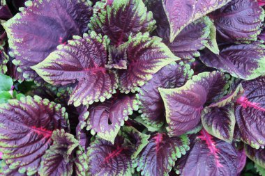 Islak Coleus yaprakları kiraz, yeşil ve kırmızı renklerde, arka planda.