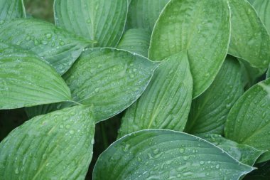 Islak yaprakların yapısı farklı boyutlarda yağmur damlaları, arkaplan, seçici odak