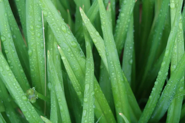 Lily leaves with raindrops, background, Selective focus