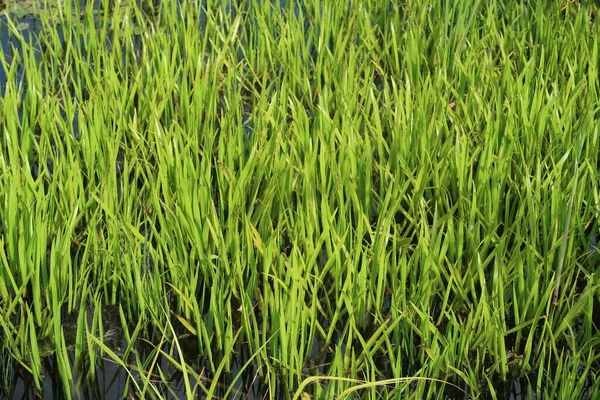 Reed Muda Overgrowing Sebuah Danau Kecil Rumput Latar Belakang — Stok Foto