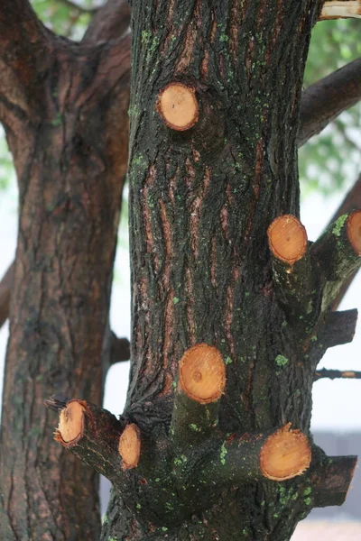 Willow Chopped Lower Branches Were Knots — Stock Photo, Image