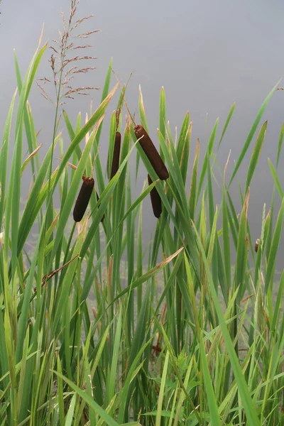 Reed leaves and cones on the background of a pond