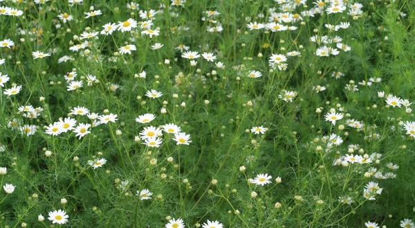 Margeritenfeld Sommermorgen Hintergrund — Stockfoto