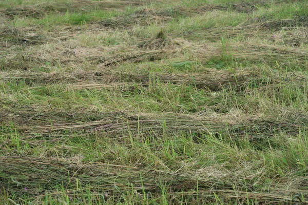 Rotoli Fieno Falciato Nel Campo Sfondo — Foto Stock