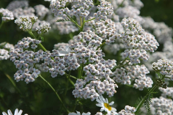 White yarrow inflorescences, selective focus, background