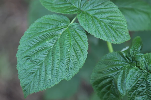 Foglia Lampone Con Pieghe Vene Sfondo Vegetale — Foto Stock