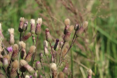 Gelişen devedikeni varifolisi, silikum heterofilyum, seçici odak