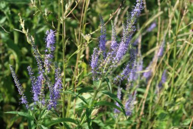Çiçek açan mavi Veronica, uzun zaman önce terk edilmiş, Veronica Longifolia