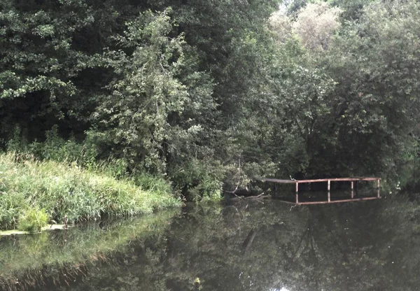 Riverbank Begroeid Met Struiken Rustige Ochtend — Stockfoto