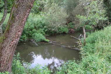  Aşırı gelişmiş kıyıları olan bir nehir, sahilde eski bir ağaç, sakin bir sabah.