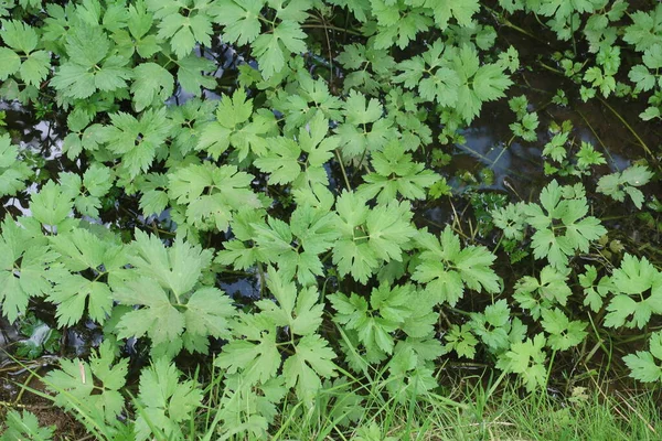 Fogliame Verde Sullo Sfondo Dell Acqua Stagnante Sfondo — Foto Stock