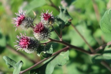 Pembe kızılgerdanlı dikenli dulavrat konileri.