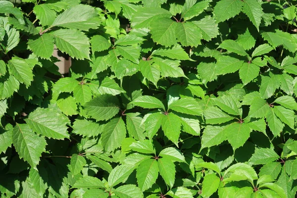 Uva Ragazza Cinque Foglie Liana Caduca Arborea Fondo — Foto Stock