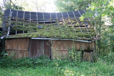 Sızdıran yosunlu çatısı olan eski bir ahır.