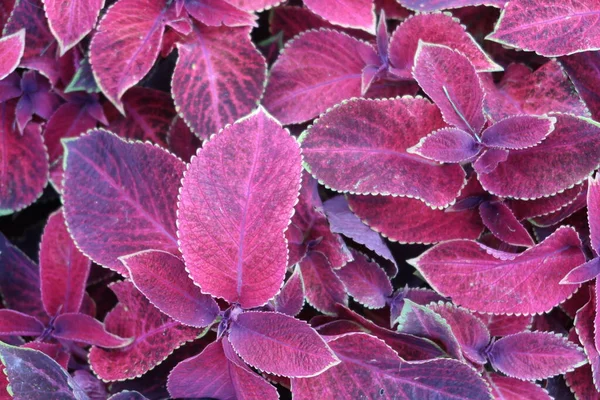 Coleus Deja Mago Pana Rojo Fondo — Foto de Stock