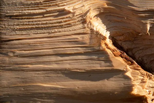 Chipping Log Com Gotas Orvalho Área Grande — Fotografia de Stock