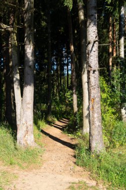 Yaşlı ladin sandığı arasındaki orman yolu