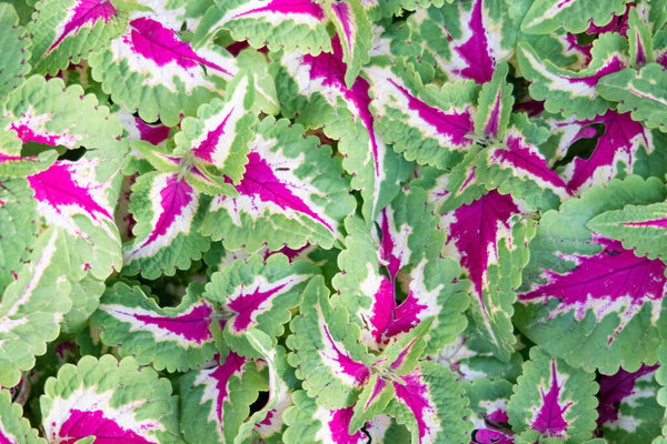 Coleus leaves, wizard rose, background