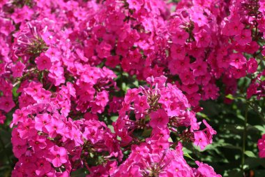 Pembe fenik çiçekleri, bitki arkaplanı